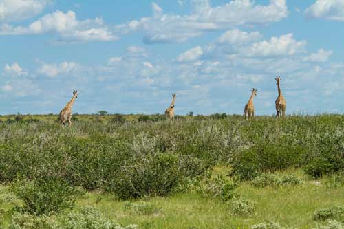 Kalahari Safari Botswana