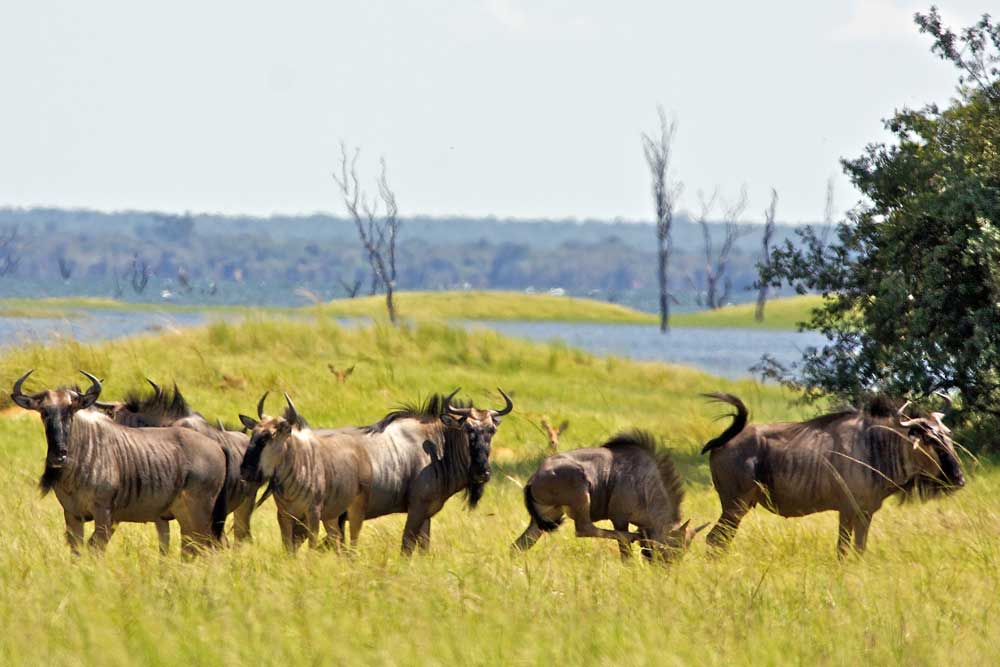 Zimba Safaris | Kafue National Park Zambia