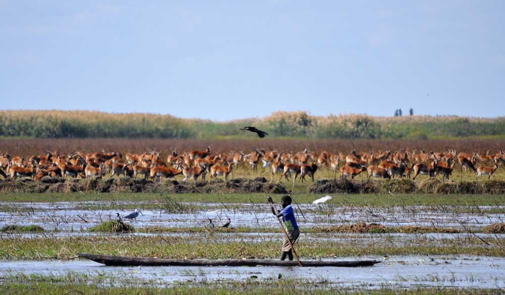 Bangweulu Swamps Zambia