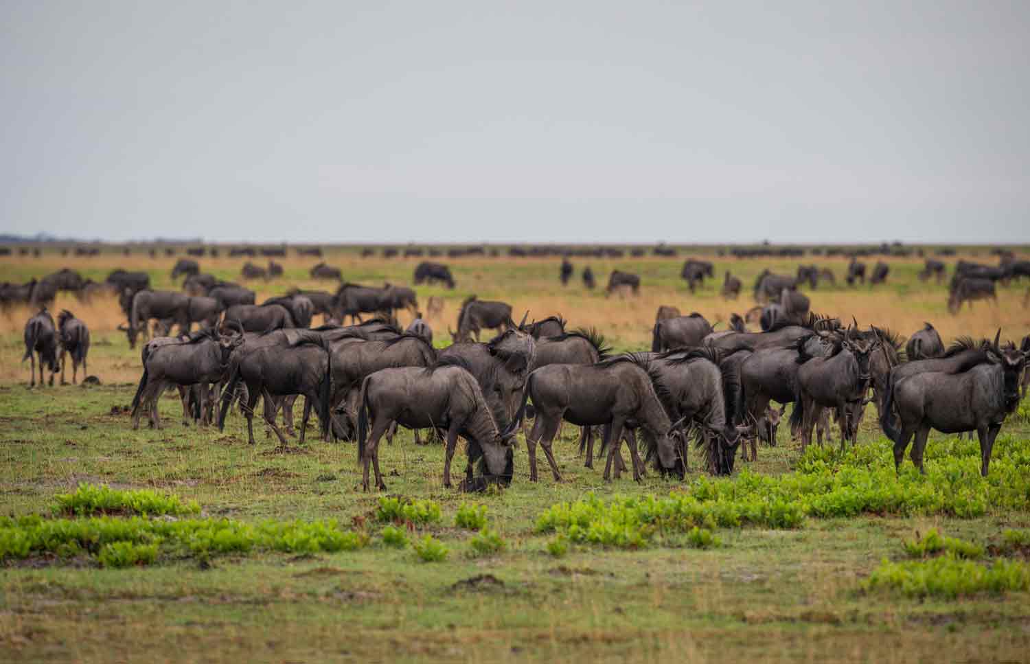 Zimba Safaris | Liuwa Plains Zambia
