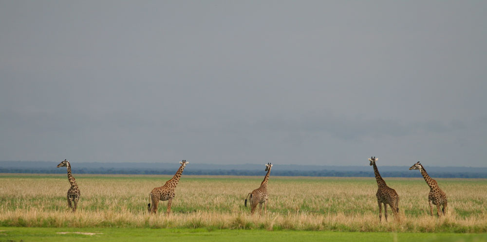 Katavi safari Tanzania