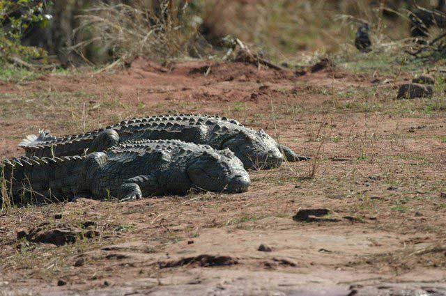 Matusadona National Park Zimbabwe