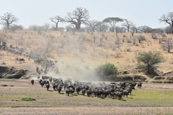 Ruaha safari Tanzania