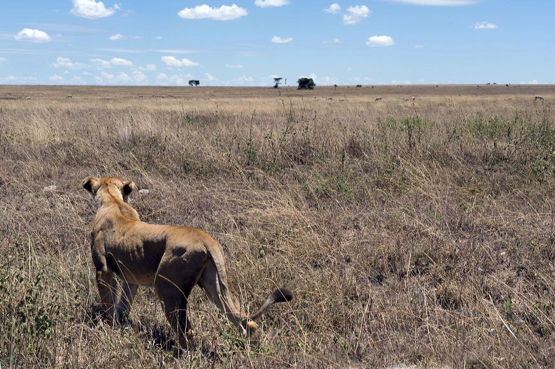 Serengeti safari Tanzania