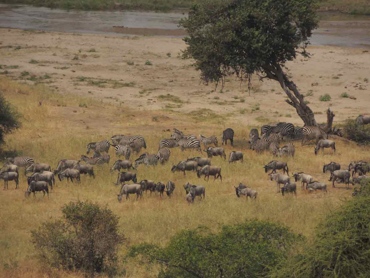 Tarangire safari Tanzania