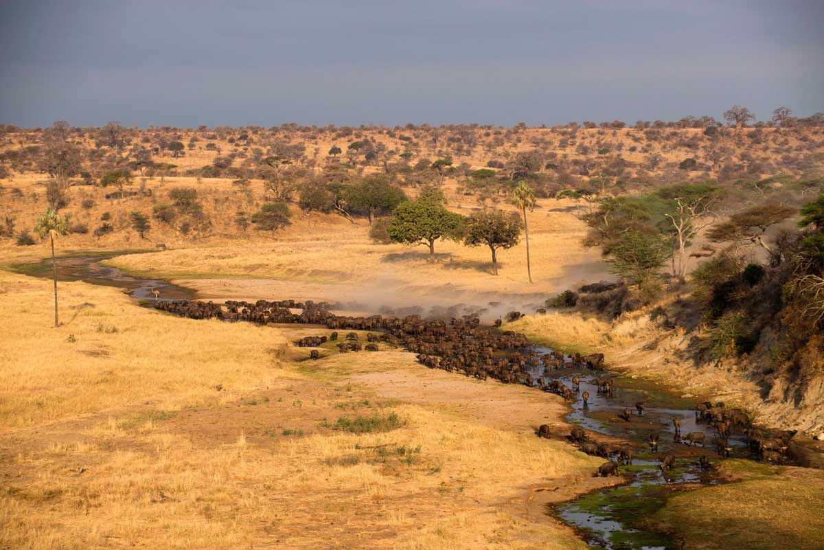 Tarangire safari Tanzania
