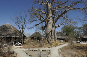 Planet Baobab - Makgadikgadi Botswana