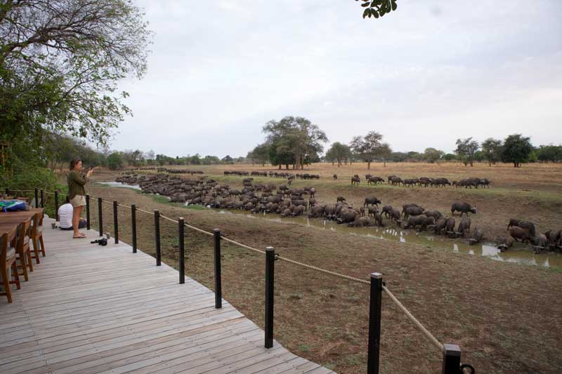 Lion Camp - South Luangwa Zambia