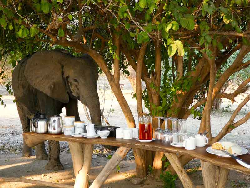 Three Rivers Camp - South Luangwa Zambia