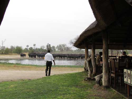 Bomani Safari Camp - Hwange Zimbabwe