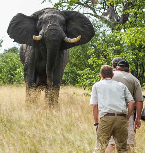 Camp Hwange - Zimbabwe