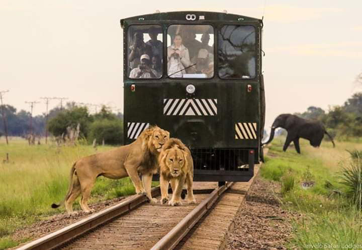 Elephant Express Train - Hwange Zimbabwe