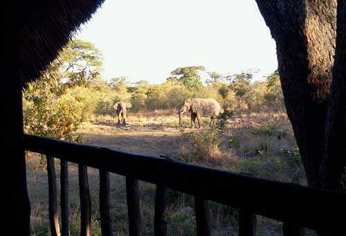 Miombo Safari Camp - Hwange Zimbabwe