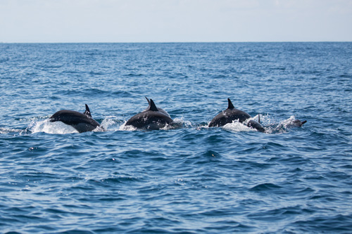 Fanjove Island Dolfijnen