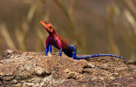 Gonarezhou Zimbabwe Gonarezhou Zimbabwe