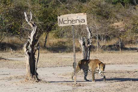 Mchenja Norman Carr-Safaris