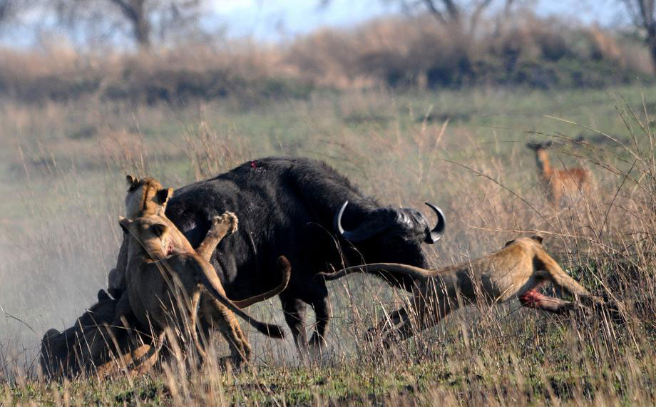 Zimba Safaris | Kafue National Park Zambia