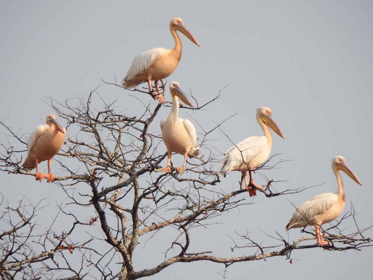Kafue National Park Zambia