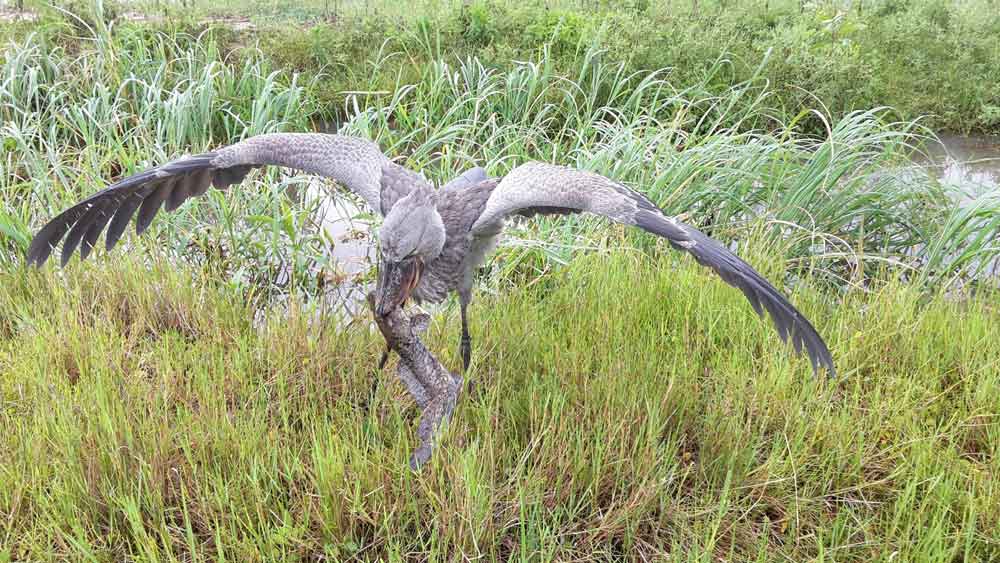 Bangweulu Moerassen Zambia