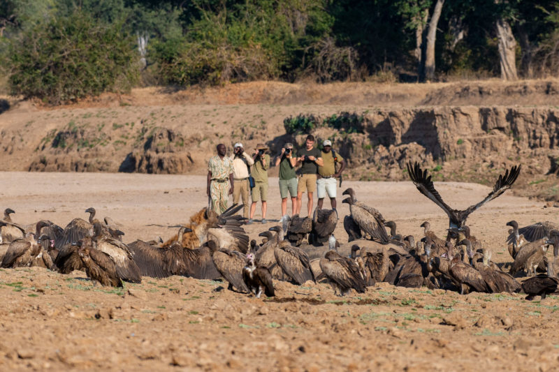 North Luangwa National Park North Luangwa National Park Zambia