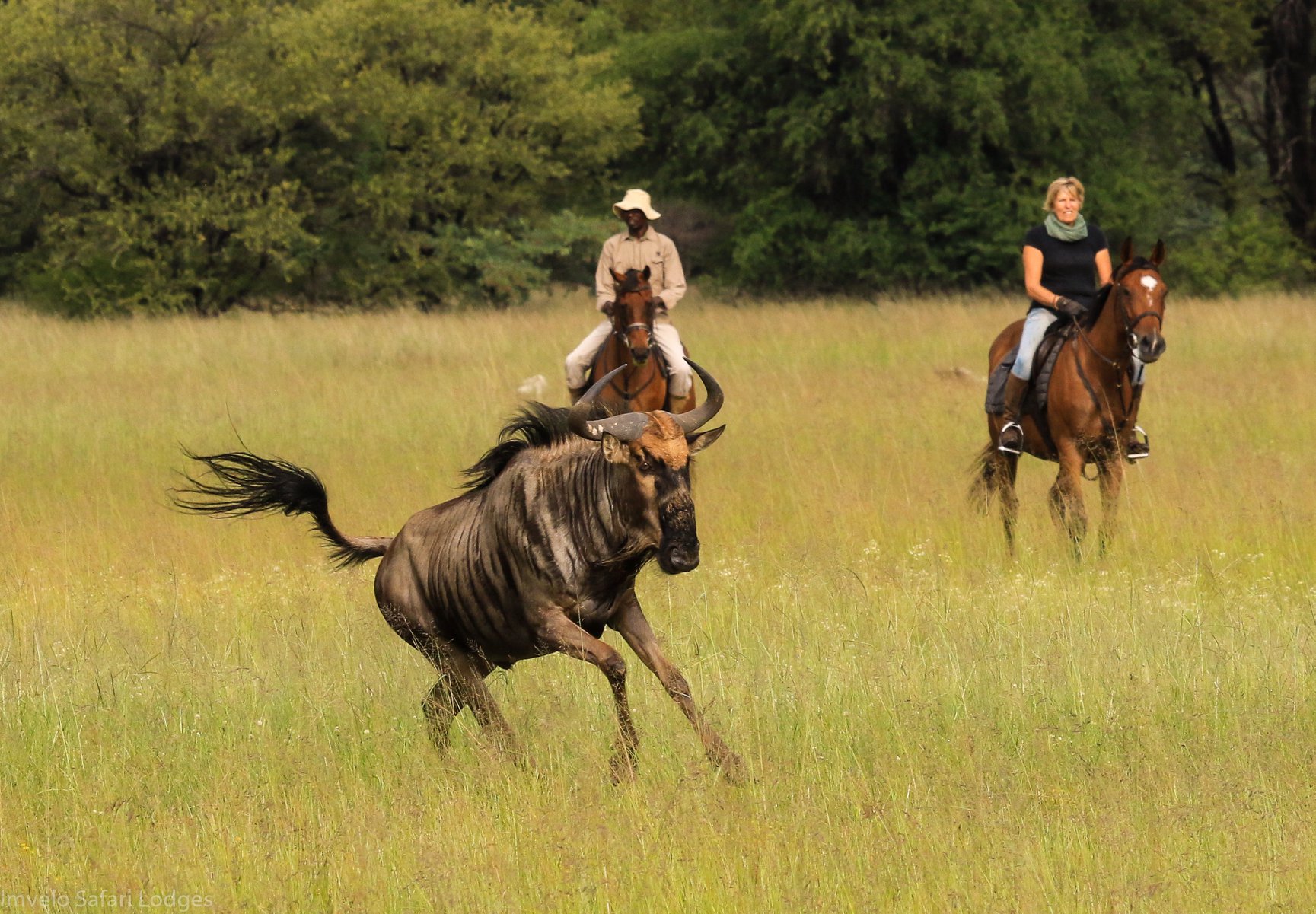 Paardrijd safari Zimbabwe Hwange