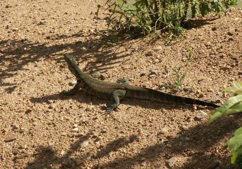 Chizarira Wildlife Area Chizarira Zimbabwe