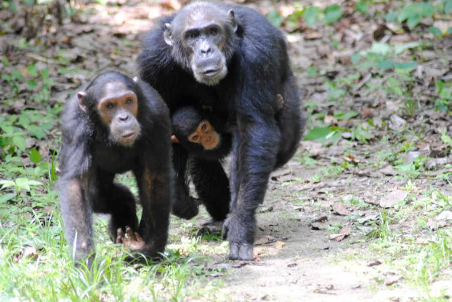 Gombe Stream - Chimpansee Trekking Gombe Stream - Chimpansee Trekking Tanzania