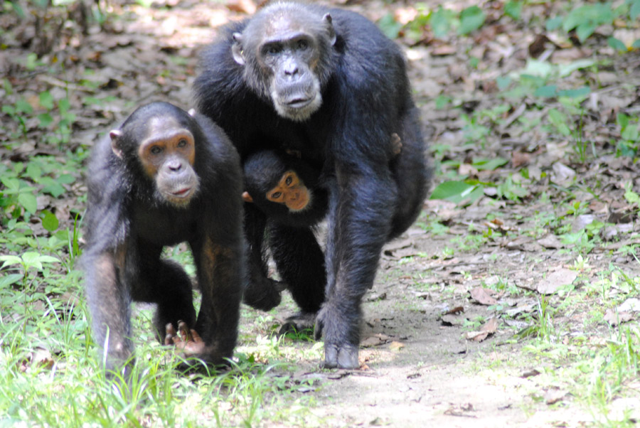 Gombe Stream - Chimpansee Trekking Tanzania