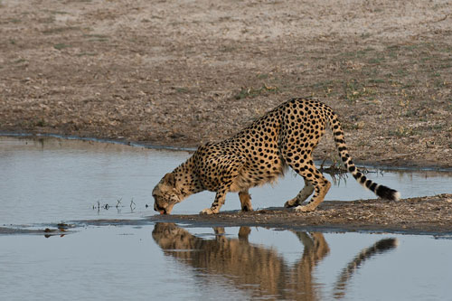 Zimbabwe Hwange National Park
