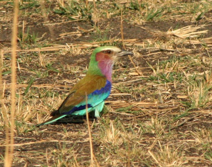 Katavi National Park Katavi safari Tanzania
