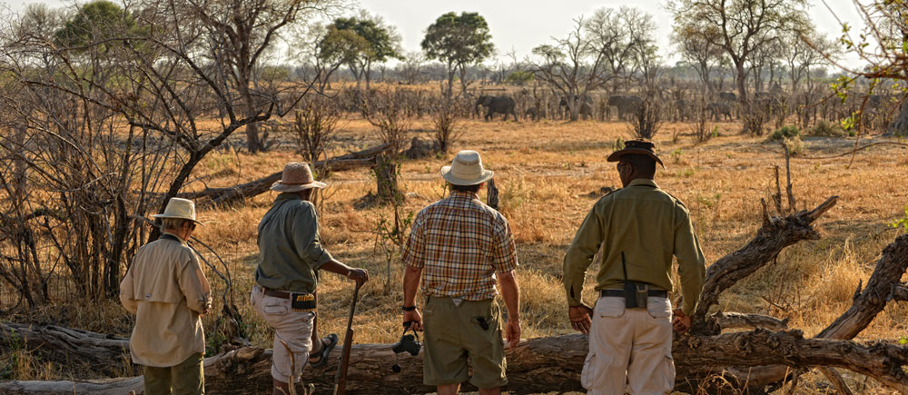 Safari in Botswana Linyanti