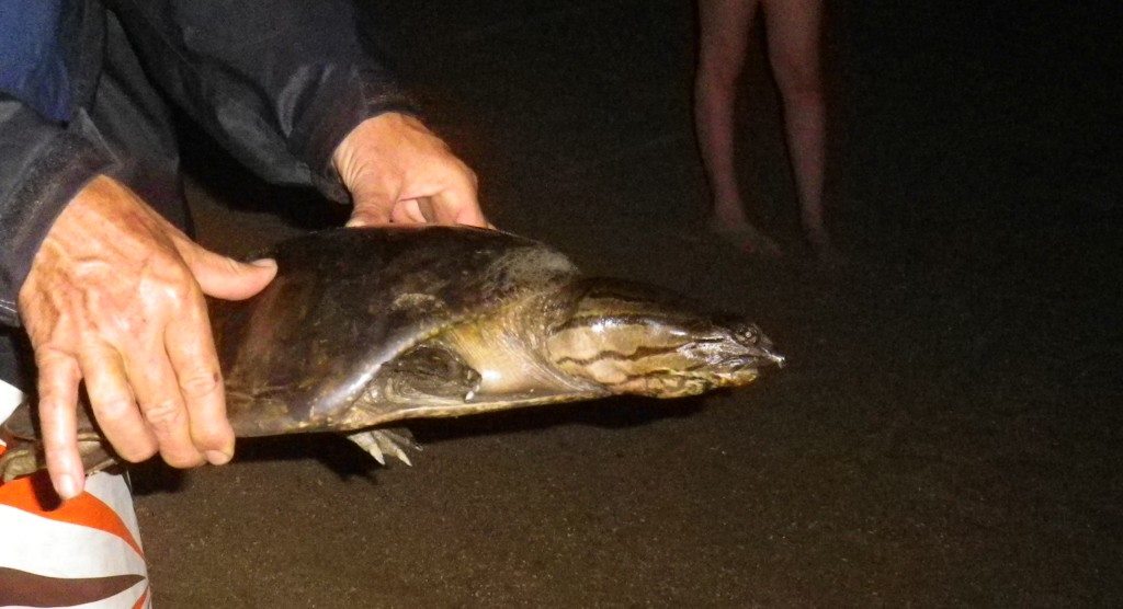 Mumbo Island Mumbo Island - Lake Malawi