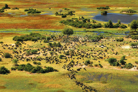 Okavango Delta & Moremi Okavango Delta Moremi Botswana