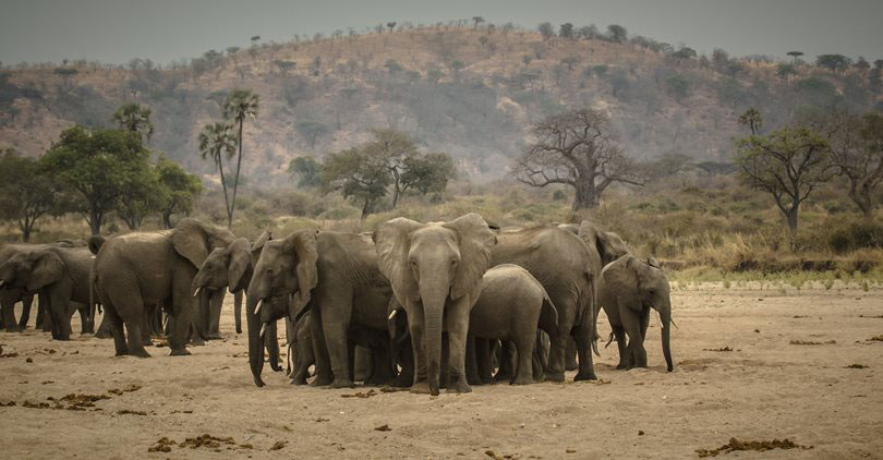 Ruaha safari Tanzania