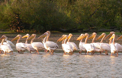 Selous safari Tanzania