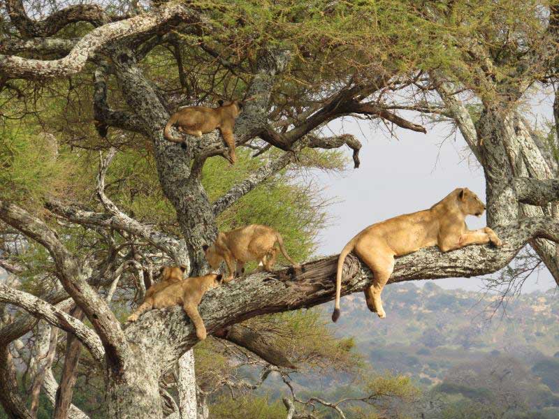 Tarangire safari Tanzania Tarangire safari Tanzania