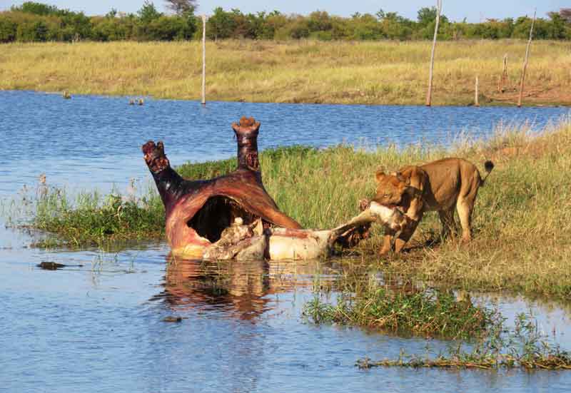 Zimbabwe Matusadona National Park Matusadona National Park Zimbabwe
